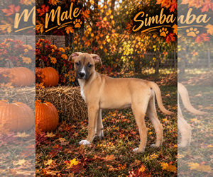 Bradleyton pups - Female Black Mouth Cur-Siberian Husky Mix Dog for Adoption - Photo #4