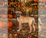 Small Photo #4 Black Mouth Cur-Siberian Husky Mix Puppy For Sale in Brooksville, FL, USA