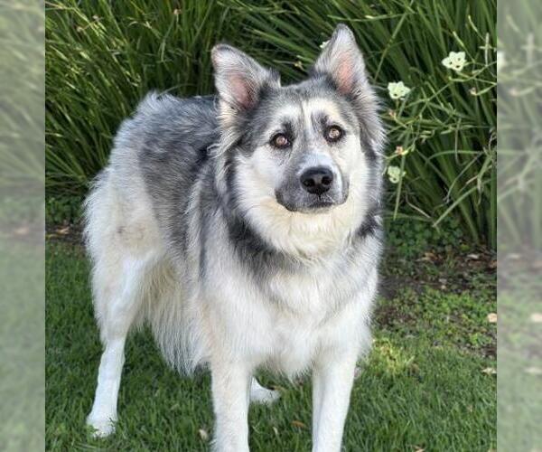 Medium Photo #1 Siberian Husky Puppy For Sale in Camarillo, CA, USA