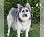 Small Siberian Husky