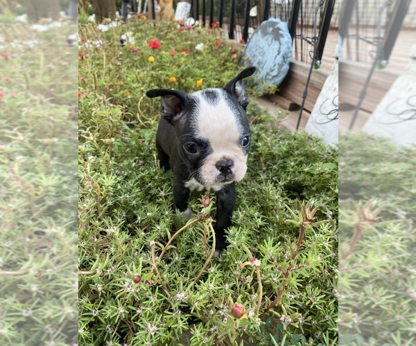 Medium Photo #9 Boston Terrier Puppy For Sale in FREDONIA, KS, USA