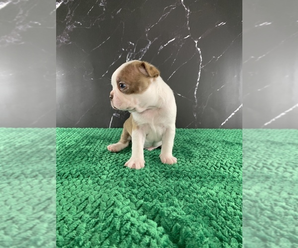 Medium Photo #29 Boston Terrier Puppy For Sale in TULARE, CA, USA