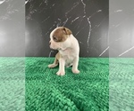 Small Photo #136 Boston Terrier Puppy For Sale in TULARE, CA, USA