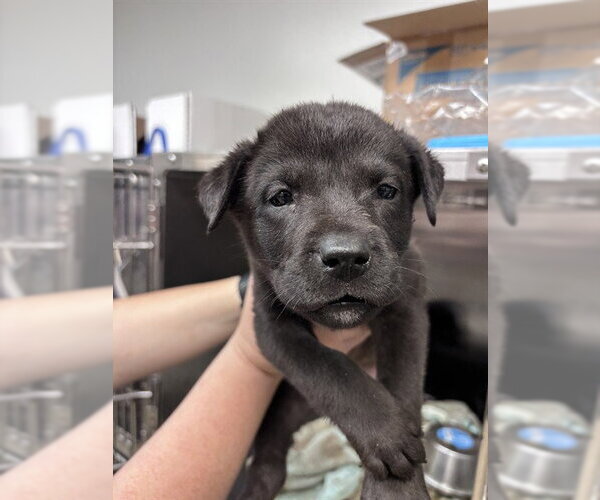 Medium Photo #1 Chow Chow-Unknown Mix Puppy For Sale in Oklahoma City, OK, USA