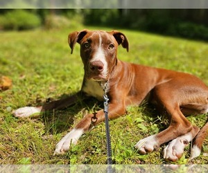 American Pit Bull Terrier-Unknown Mix Dogs for adoption in Binghamton, NY, USA