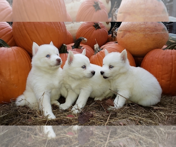 Medium Photo #1 Siberian Husky Puppy For Sale in DINWIDDIE, VA, USA