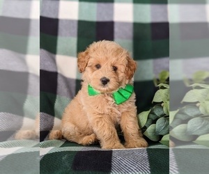 Pookimo Puppy for sale in QUARRYVILLE, PA, USA
