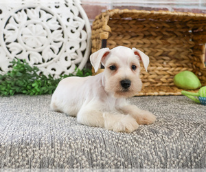 Schnauzer (Miniature) Puppy for sale in SYRACUSE, IN, USA