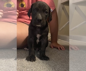 Great Dane Puppy for sale in MIDDLEBURG, FL, USA