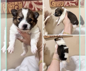 Pomeranian Puppy for sale in PHOENIX, AZ, USA