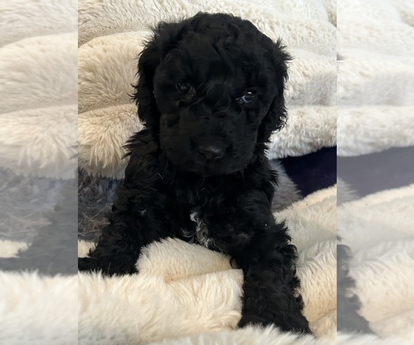 Medium Photo #10 Goldendoodle Puppy For Sale in BUDD LAKE, NJ, USA