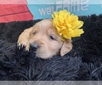 Small #2 Golden Retriever