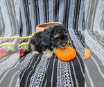 Small #6 Poodle (Miniature)