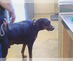 Small Doberman Pinscher