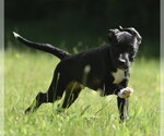 Small #2 Shepradors
