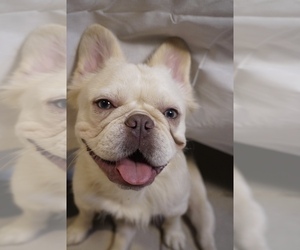 Father of the French Bulldog puppies born on 04/29/2025