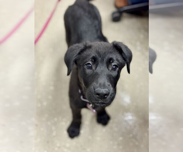 Medium Photo #2 Labrador Retriever Puppy For Sale in Mundelein, IL, USA