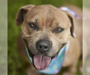 American Pit Bull Terrier-Unknown Mix Dogs for adoption in Rosenberg, TX, USA