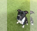 Small #2 Boxer Mix