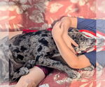 Small #7 Catahoula Leopard Dog Mix