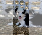 Small Photo #8 Australian Shepherd Puppy For Sale in COULTERVILLE, CA, USA