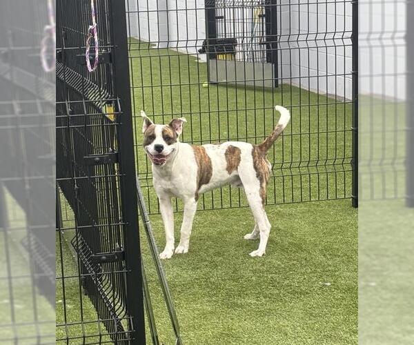 Medium Photo #1 American Pit Bull Terrier Puppy For Sale in Stockton, CA, USA