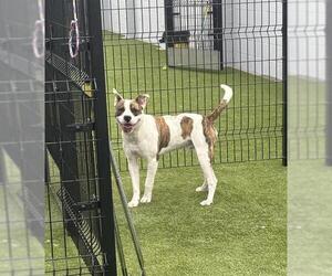 American Pit Bull Terrier Dogs for adoption in Stockton, CA, USA