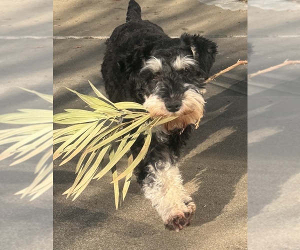 Medium Photo #1 Schnauzer (Miniature) Puppy For Sale in FAIRFIELD, CA, USA