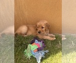 Small #39 Golden Retriever