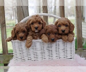 Cocker Spaniel-Poodle (Miniature) Mix Litter for sale in SALEM, MO, USA
