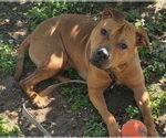 Small Photo #4 American Pit Bull Terrier-Unknown Mix Puppy For Sale in Ocala, FL, USA