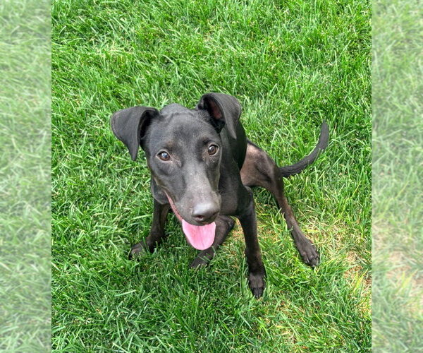 Medium Photo #1 Labrador Retriever-Unknown Mix Puppy For Sale in Salt Lake City, UT, USA