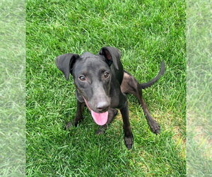 Rue - Female Labrador Retriever-Unknown Mix Dog for Adoption