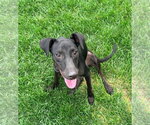 Rue - Female Labrador Retriever-Unknown Mix Dog for Adoption - Small photo