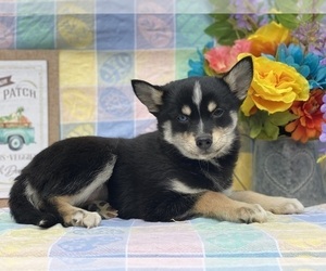 Pomsky Puppy for sale in LANCASTER, PA, USA