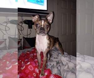 Boston Huahua Puppy for sale in PLAINFIELD, IN, USA