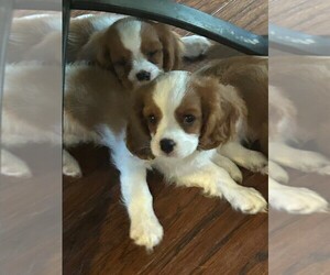 Cavalier King Charles Spaniel Puppy for sale in SAN LEANNA, TX, USA