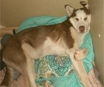 Small Photo #6 Siberian Husky Puppy For Sale in OWENSBORO, KY, USA