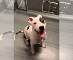 XIPHOID - Male Mutt Dog for Adoption - Small photo