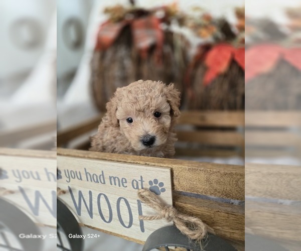 Medium Photo #1 Poodle (Toy) Puppy For Sale in YUCAIPA, CA, USA