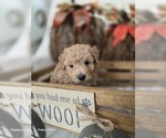 Puppy Max Poodle (Toy)