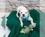 Small #3 Bulldog Mix