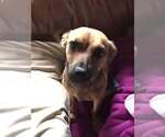 Small #7 Dachshund Mix