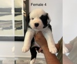 Puppy Female 4 Border-Aussie