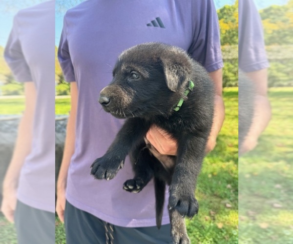 Medium Photo #5 German Shepherd Dog Puppy For Sale in MONROE, NY, USA