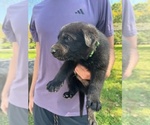 Small #4 German Shepherd Dog