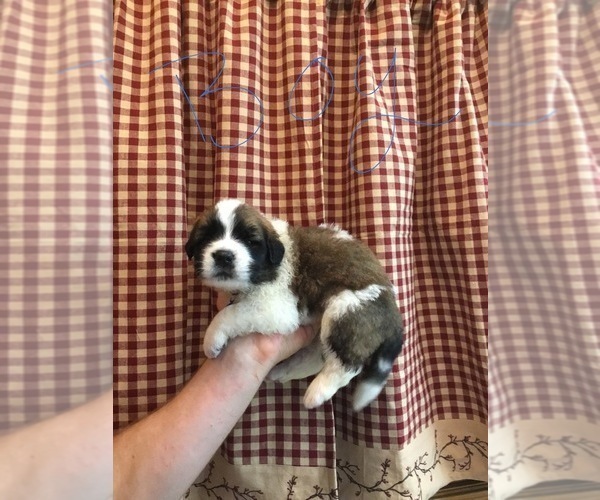 Medium Photo #2 Saint Bernard Puppy For Sale in SPRINGVILLE, CA, USA