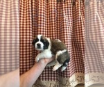 Small Photo #2 Saint Bernard Puppy For Sale in SPRINGVILLE, CA, USA