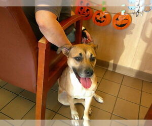 Black Mouth Cur-Unknown Mix Dogs for adoption in Ocala, FL, USA