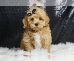 Puppy Eddie F1B Maltipoo